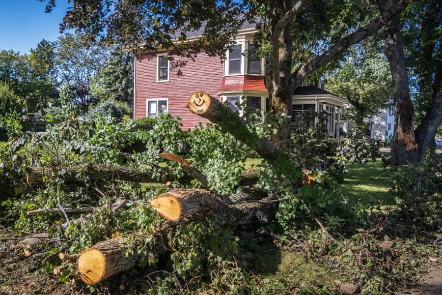 service emergency tree removal work